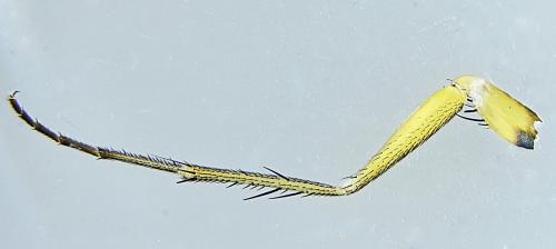 Dolichopus griseipennis